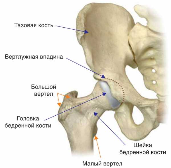 Где Находится Бедро У Человека Фото